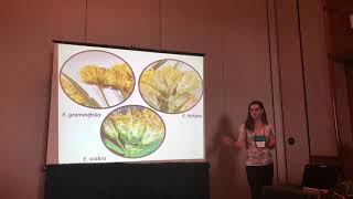 Marisa Szubryt Morphological molecular biogeographic evidence for Euthamia hirtipes and E scabra [upl. by Jaycee150]