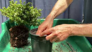 Turning NURSERY STOCK JAPANESE HOLLY into a BONSAI EASY 31May2024 [upl. by Ingunna]