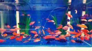 Tonys African Cichlids Firefish uk line bred [upl. by Ettezoj]