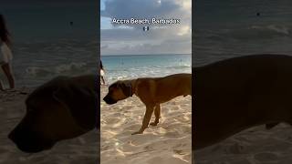 Beautiful Barbados 🇧🇧 traveldestinations vacation beach barbados dog [upl. by Nylsor727]