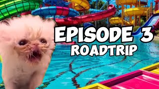 CAT MEMES FAMILY ROADTRIP COMPILATION EP3 [upl. by Vivia973]