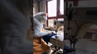 Cat is Sewing 🤣cat funny comedy ytshorts youtubeshorts new world [upl. by Edrei]