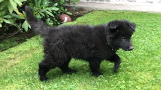 Belgian Shepherd Puppy  Chewie The Groenendael [upl. by Ssur]