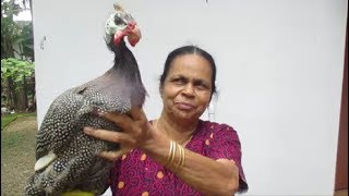 ഗിനിക്കോഴി ഒന്ന് നാടൻ രീതിയിൽ കറിവെച്ചാലോ  GUINEA FOWL BIRD RECIPE VILLAGE STYLE [upl. by Hurwit]