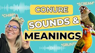 Conure sounds behaviours and meanings [upl. by Johnstone]