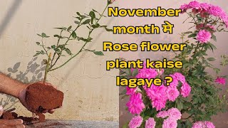 November month मे Rose flower plant kaise lagaye [upl. by Nahsar478]