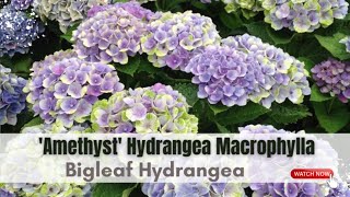 Hydrangea Macrophylla Amethyst  Bigleaf Hydrangea Varieties  TinyLeaf [upl. by Tayyebeb]