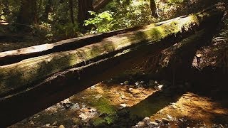 quotPeaceful Forest Creekquot Still Nature Scene Endless Video Background 1080p  Stereo Sounds [upl. by Ivanna]