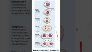 AP Bio 51 Meiosis apbiology apbio [upl. by Tayyebeb175]