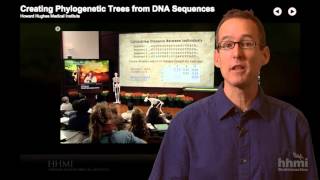 HHMI Educator Tips  Phylogenetic Trees Click and Learn [upl. by Tutankhamen]