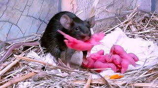 Mice drag the baby mice to a secluded place Mice sounds Mouse squeaking [upl. by Zavala279]