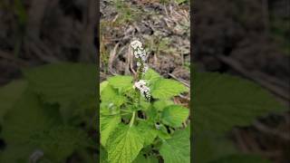 TANAMAN SANGKETAN ‼️ Heliotropium indicum sangketan buntuttikus Heliotropiumindicum Basilicum [upl. by Blalock]