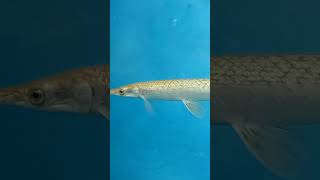 The Alligator gar is a euryhaline rayfinned fishrayfinned fish [upl. by Nallac]