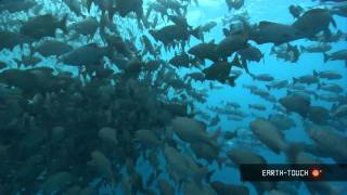 Fish gather for a plankton feast amp moray eels up close [upl. by Aoh627]