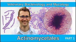 Actinomycetales Part 1  Veterinary Bacteriology and Mycology [upl. by Anitsihc]