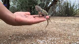 Wild Desert Spiny Lizard KT Accepts a Hand [upl. by Oiromed]