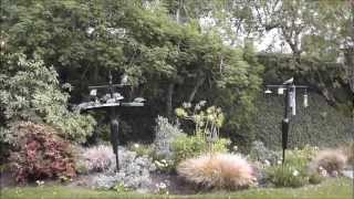 Bandtailed Pigeons Crowd out Mourning Dove [upl. by Mariele656]