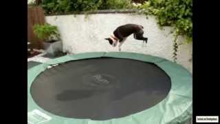 Dogs on Trampolines Compilation [upl. by Carli596]