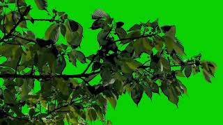 Tree Branch Green Screen Video  Tree Leaf Green Screen Video  Free to use [upl. by Orlantha]