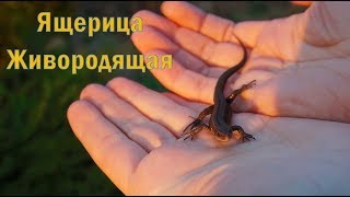 Неожиданная встреча с живородящей ящерицей [upl. by Neve]