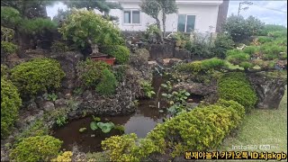 제주도 취미인 주택 정원 탐방영상분재 bonsai [upl. by Niamor786]