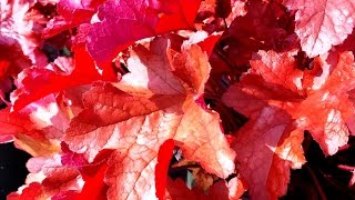 Best Perennials  Heuchera Paprika Coral Bells [upl. by Iruahs627]