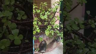 Jade plant winter care full video on my channel [upl. by Pollock]