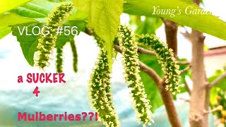 3 different varieties of MULBERRY trees What you need to know [upl. by Nollie591]