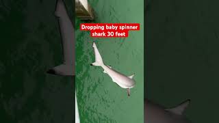 Dropping baby spinner shark 30 feet babyshark fishing fishinggirl shark pier sharkattack fyp [upl. by Hembree]