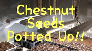 READYSETGO Chestnut Seeds are Started for 2019 Update 58 [upl. by Nnewg]