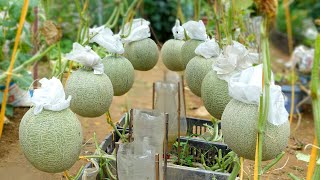 How to Grow Cantaloupe From A To Z At Home High Yield Big Fruit Super Sweetness [upl. by Sucramel]