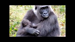 21102024 Apenheul  Baby Gorilla van 2 weken oud [upl. by Kendricks]