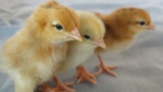 Baby Chicks Chirping Soundscute playing [upl. by Yanahc]