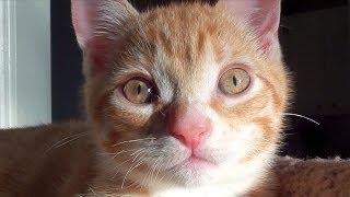 10 Reasons to Adopt a Cat [upl. by Arraeis]