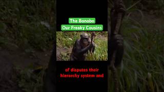 The Bonobos are overlooked biology [upl. by Eyk]