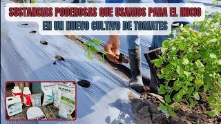 Método experto de siembra en cultivos de tomates con sustancias poderosas BIOESTIMULANTES [upl. by Nevuer]