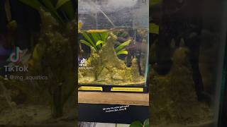 The worst shrimp tank in the room 🤢 fishaquarium aquarium aquascape neocardina shrimptank [upl. by Edge655]