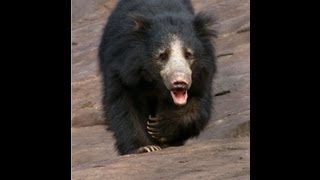 Sloth Bear  Daroji [upl. by Ratna]