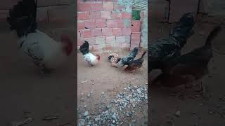 سلالت الدجاج الفيومي 1🐓🥇🐓shorts Fayoumi Chicken Baskets [upl. by Neelrak]