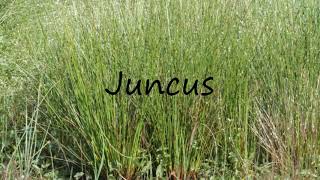 How to Pronounce Juncus [upl. by Airemat551]