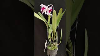 Laelia purpurata var Atropurpurea orchid anggrek [upl. by Weinert626]