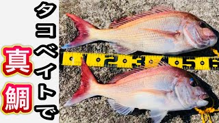 【ショアラバ】3月にタコベイトでマダイを狙ってみた結果 【石川県 釣り】 [upl. by Kutchins]