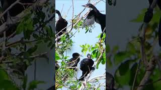 OMG So Many Birds in Cambodia – And We Found Food Too birds wildlife nature [upl. by Yreva118]