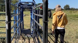 Setting up the Squeeze Chute Moving Panels Giving cows their shots  Medicine Soon [upl. by Derrek]