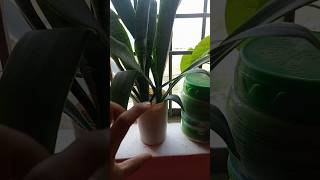 Organic Fertilizer  Indoor Plant Care fertilizer indoorplants [upl. by Karlan]