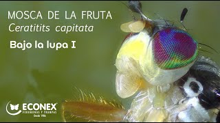 BAJO LA LUPA CERATITIS CAPITATA  MOSCA DE LA FRUTA [upl. by Gracia]