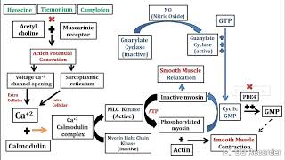 Antispasmodics in Pharmacy [upl. by Philip]