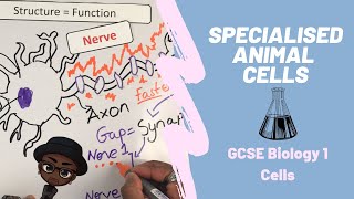 Specialised Animal cells  Sperm Muscle Nerve  GCSE Biology Paper 1 [upl. by Gillian633]