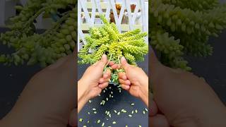 Useful tips for succulents 🪴 suculentas 다육이들 多肉植物 garden Shorts [upl. by Eecyak]