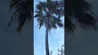 Palm Tree swaying in the wind 40 ft tall Washingtonia [upl. by Ettenal]